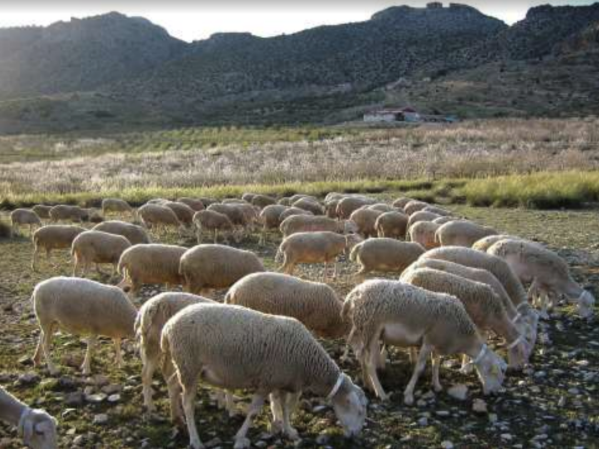 Jornada Semi-Presencial: II Jornadas de agroecología y formación reglada. CRN Ganadería