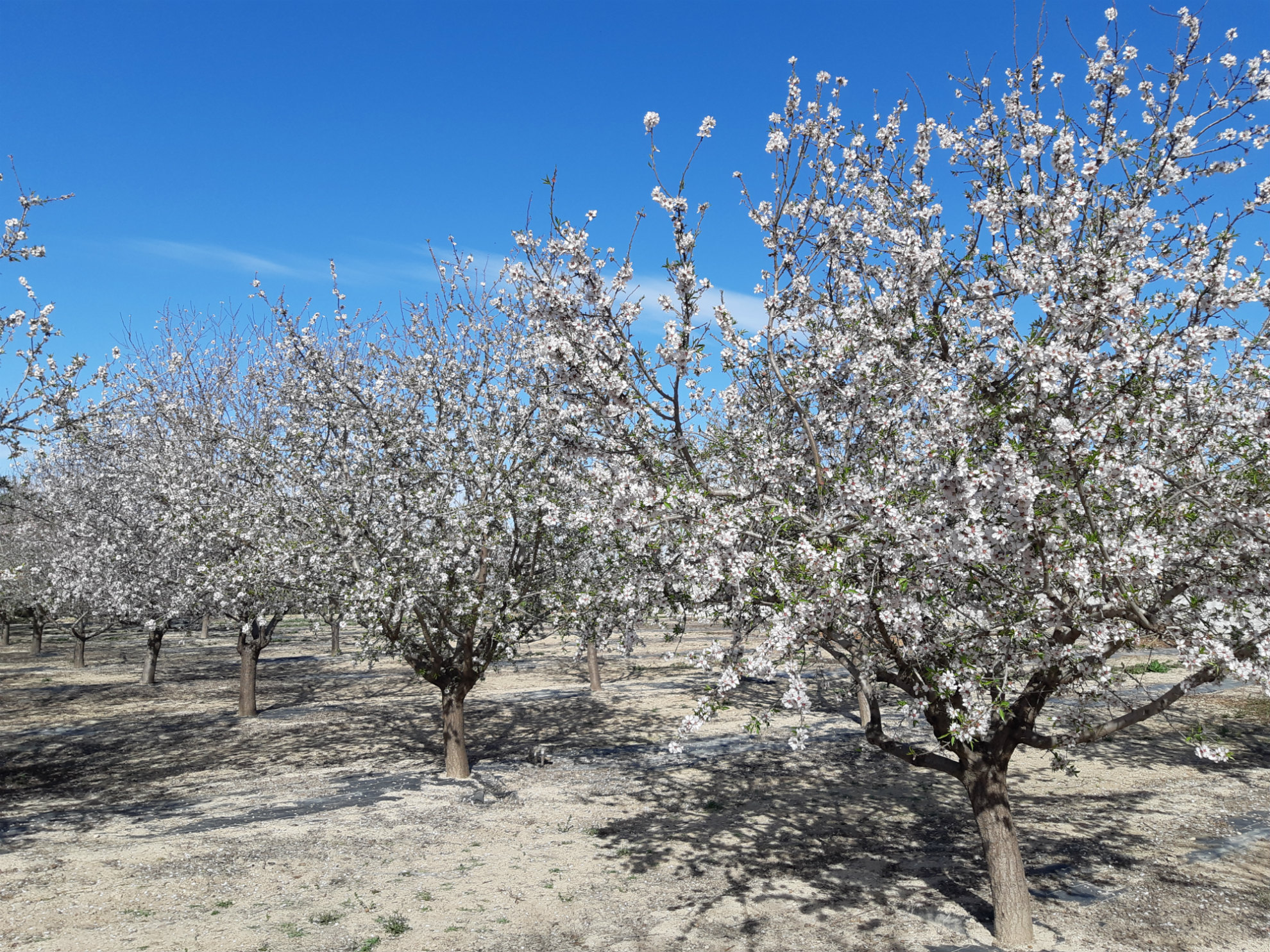 Nuevas plantaciones de almendro: una alternativa viable y respetuosa con el Mar Menor.