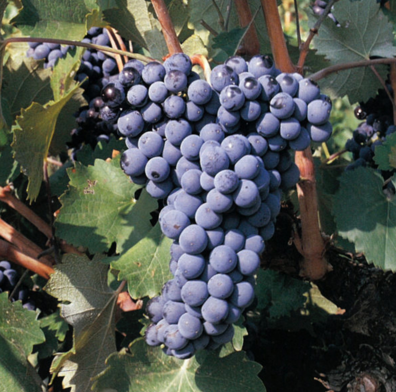 Jornada: Efectos del cambio climático en el sector vitivinícola