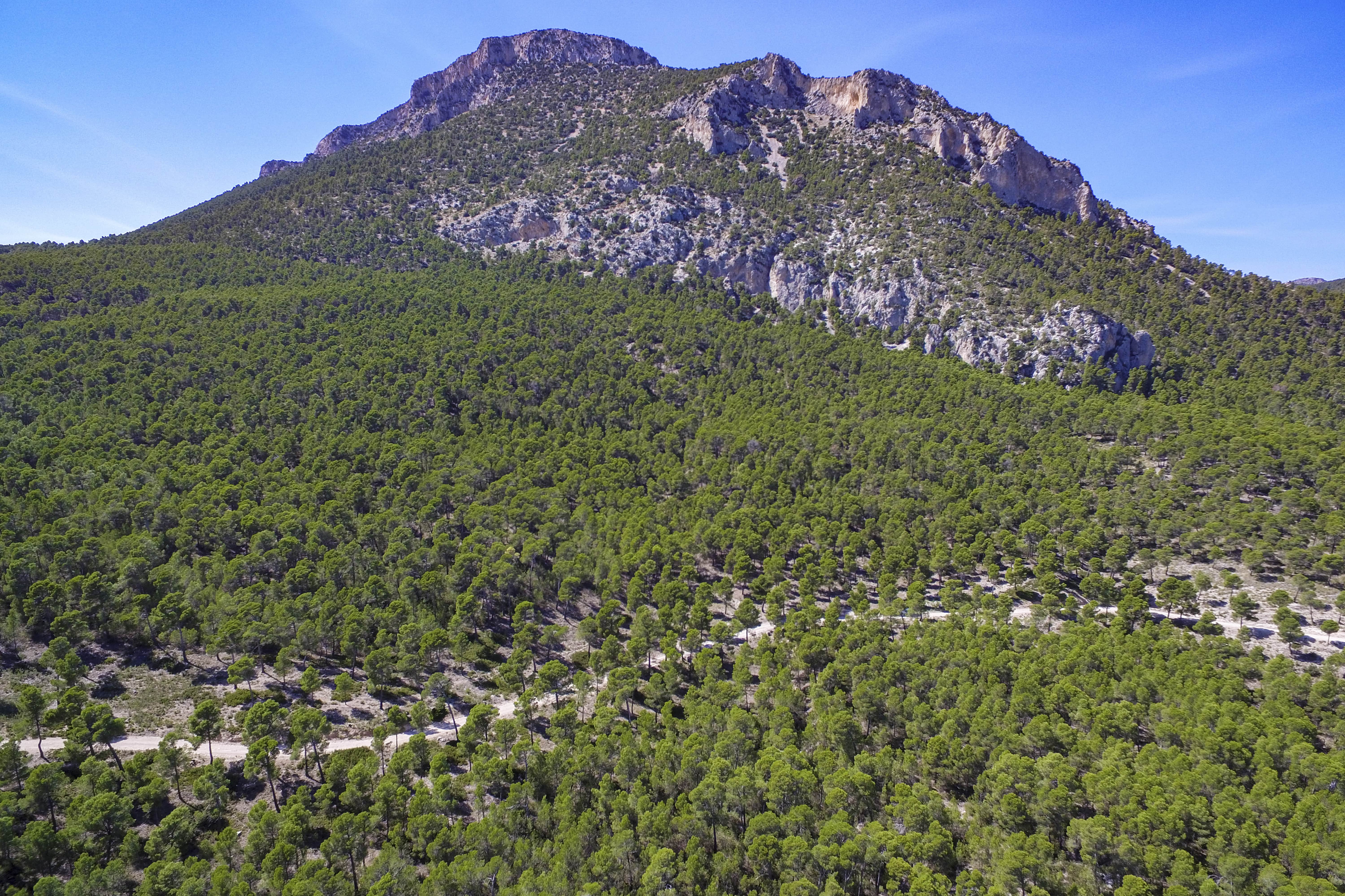 WEBINAR: Compensación de la huella de carbono en los sectores difusos. Créditos de gestión forestal como apoyo para organizaciones.