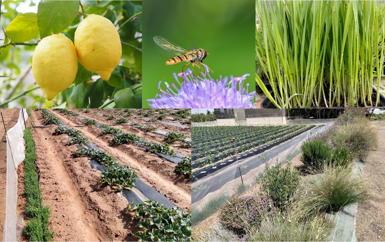 Jornada: Control biológico de plagas en cultivos al aire libre