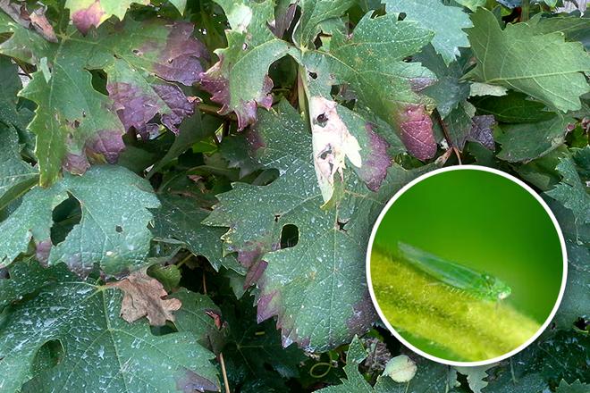 Jornada técnica: Control del mosquito verde en Viñedos en la Región de Murcia