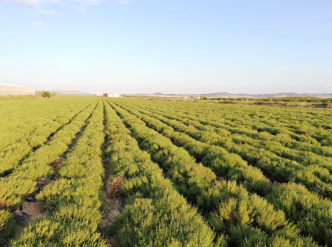WEBINAR: Situación y perspectivas del cultivo de Plantas Aromáticas y Medicinales en la Región de Murcia