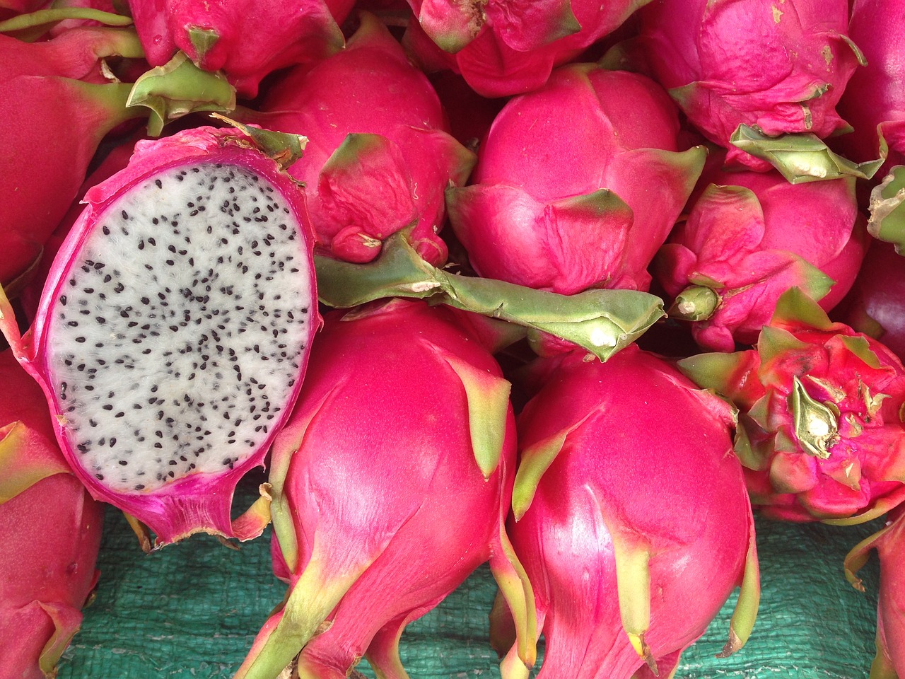 Webinar: El cultivo de pitahaya en la Región de Murciaa