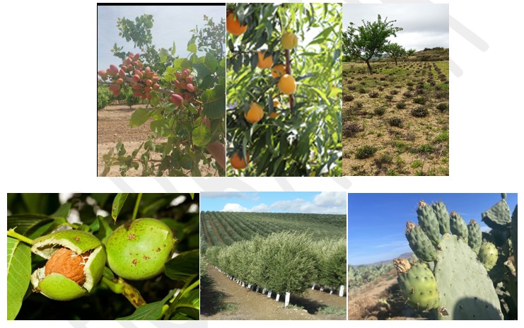 Diversificacion de cultivos y actividades de demostración en proyectos de transferencia del conocimiento dentro de los objetivos pepac