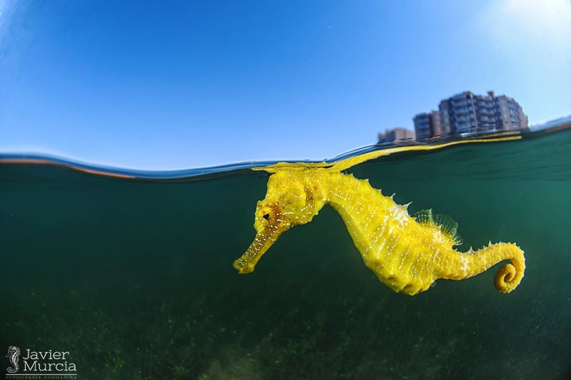 WEBINAR: Descubriendo la fotografía submarina. El Mar Menor, el Mediterráneo y el Pacífico