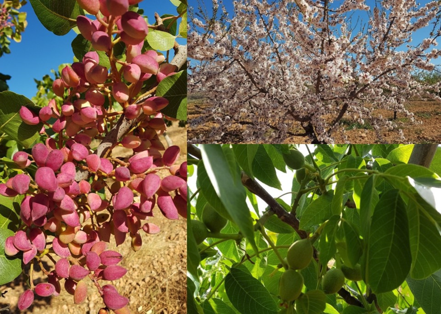 Jornada técnica de frutos secos: almendro, pistacho y nogal. CDA de las nogueras