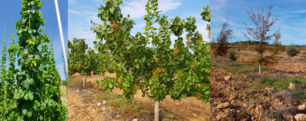 CULTIVOS ALTERNATIVOS PARA LAS ZONAS ALTAS Y CON DESPOBLAMIENTO: LÚPULO, PISTACHO Y TRUFA NEGRA