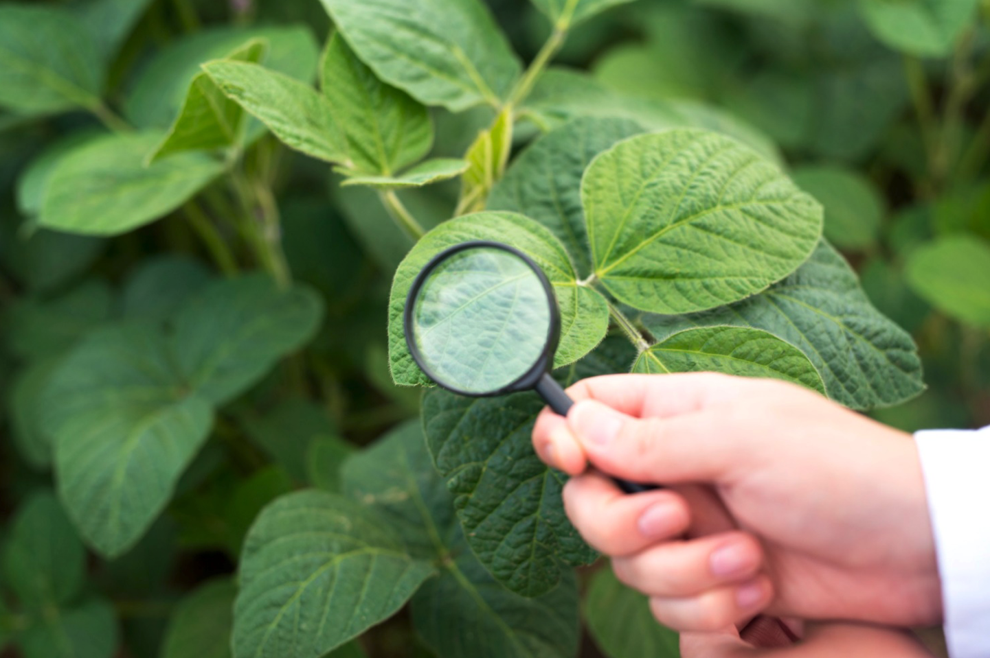 Webinar: Nuevas obligaciones en materia de Sanidad Vegetal y Uso Sostenible de los Productos Fitosanitarios