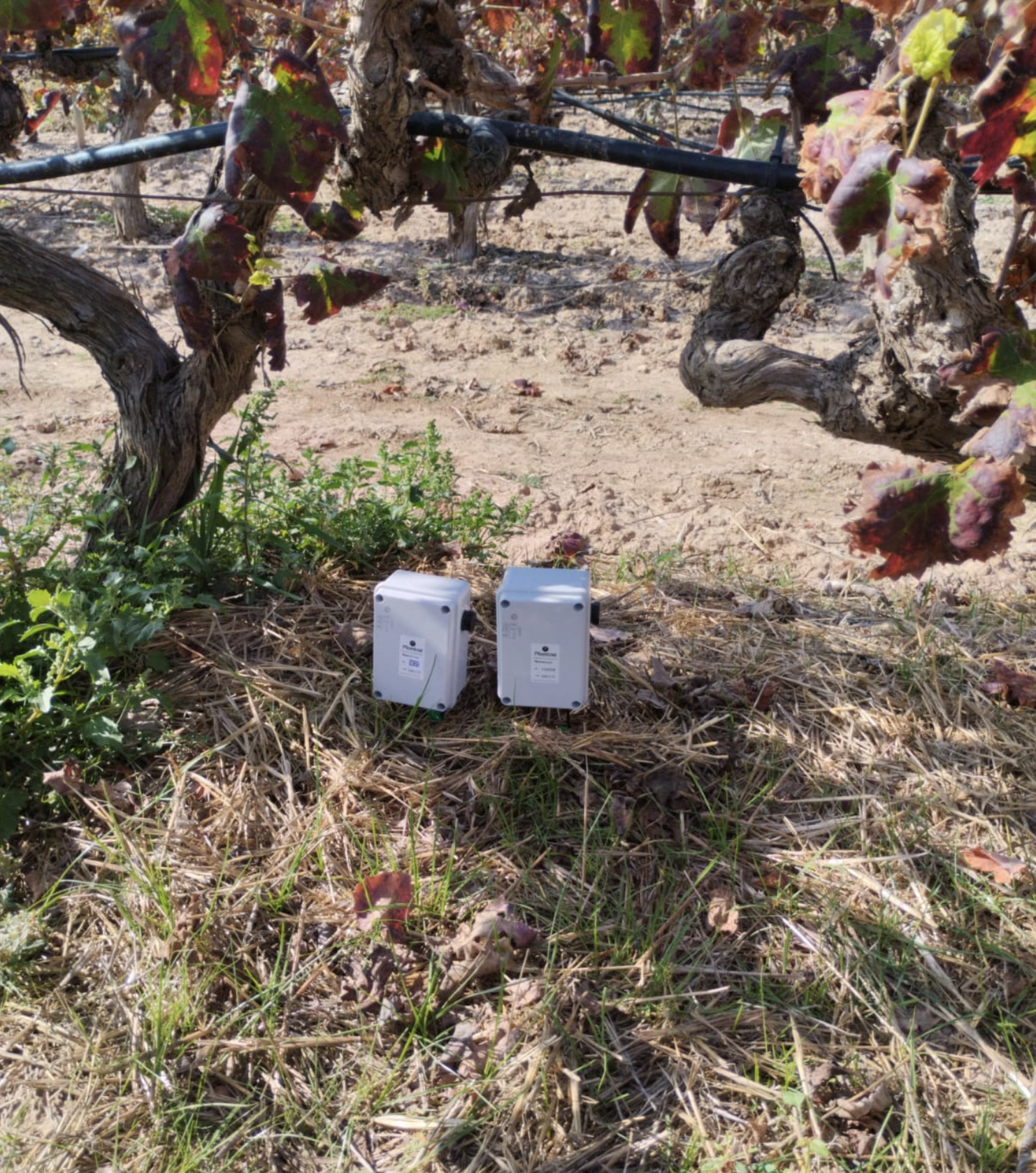 Jornada: Optimización de los recursos hídricos mediante el empleo de diferentes cubiertas vegetales en vid en la comarca del altiplano (Jumilla)