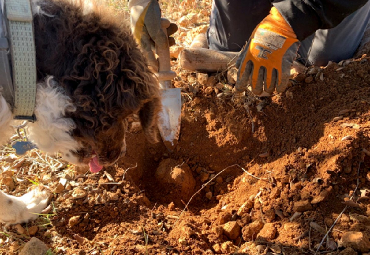 Recolección de trufa negra y jornada del cultivo del pistacho y la trufa negra en el noroeste de la Región de Murcia