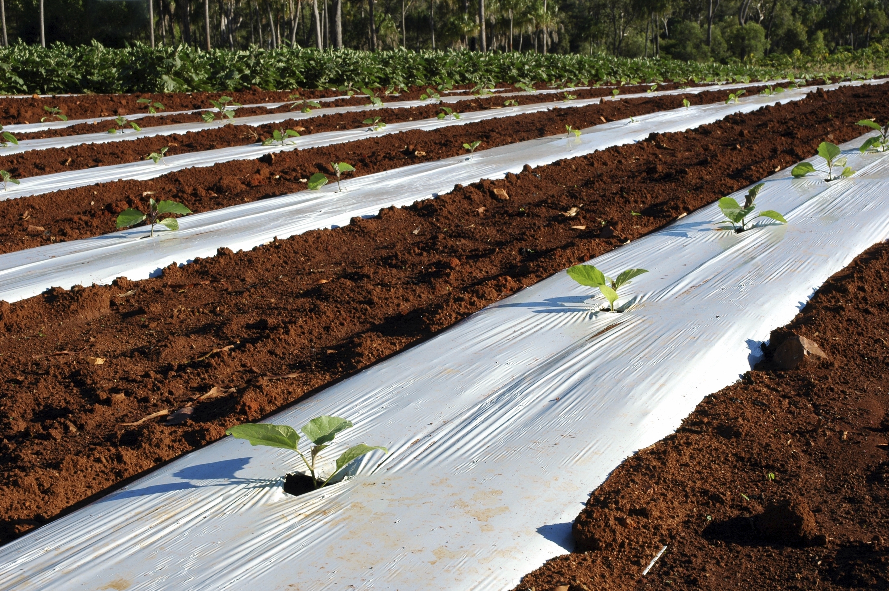 Webinar: Plásticos en la agricultura. Cerrando el círculo.