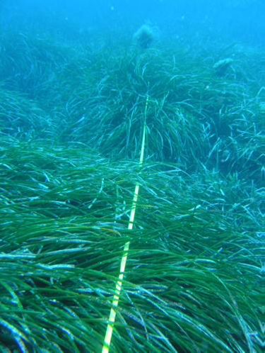 Webinar: Red Posidonia Murcia.