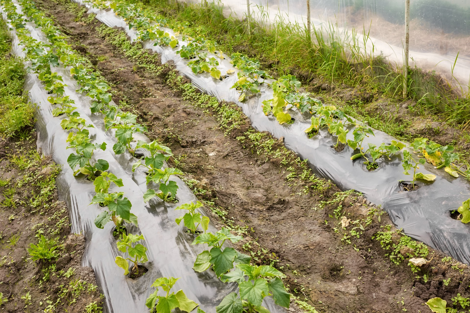 Jornada: Resultados del proyecto ACBD+: Uso de microorganismos para acelerar la degradación de los acolchados en cultivos hortícolas