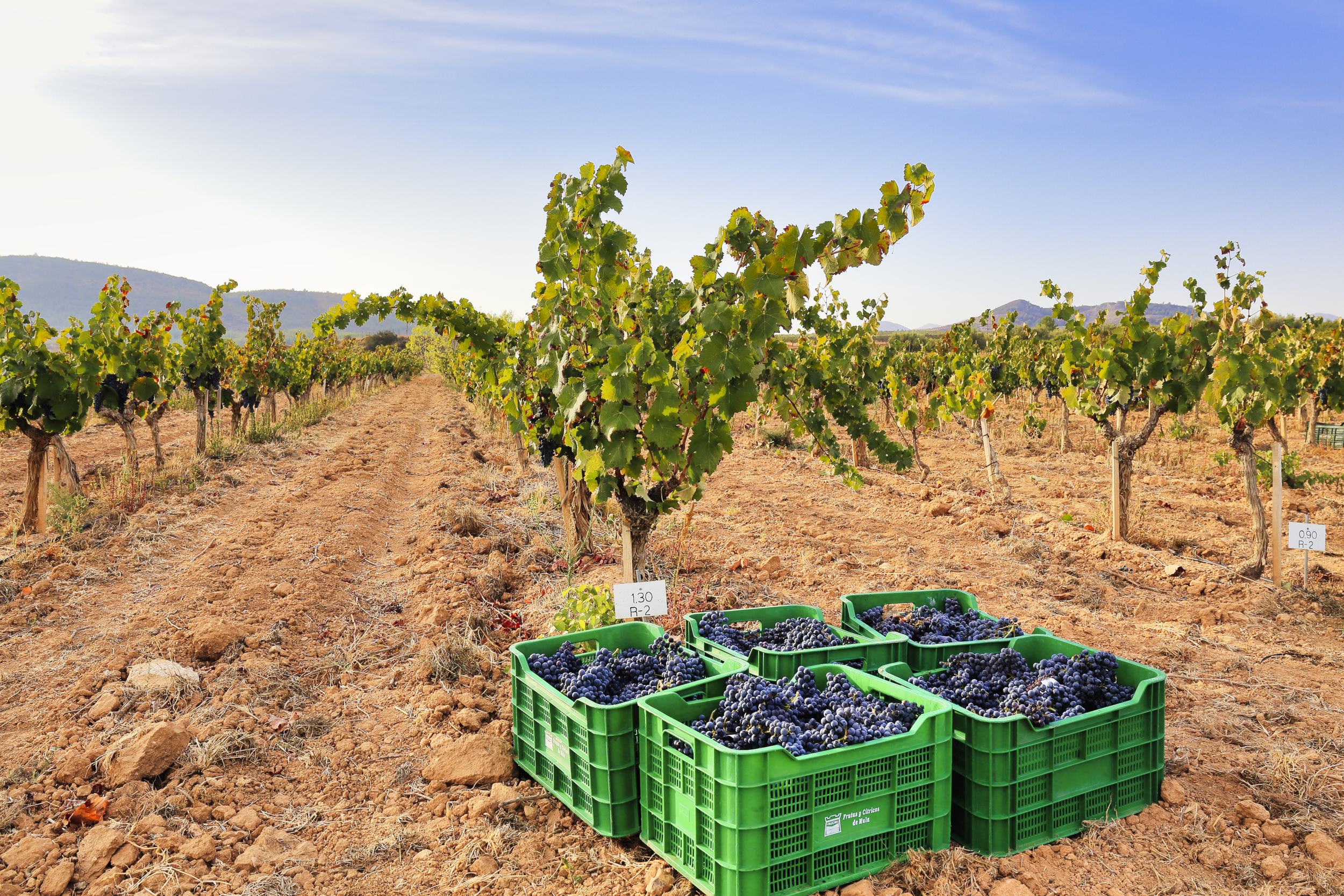 JORNADA SEMIPRESENCIAL - Presentacion de resultados del proyecto: Calidad y diferenciación como claves de la competitividad vitivinícola grupo operativo regional (QVALITAS)
