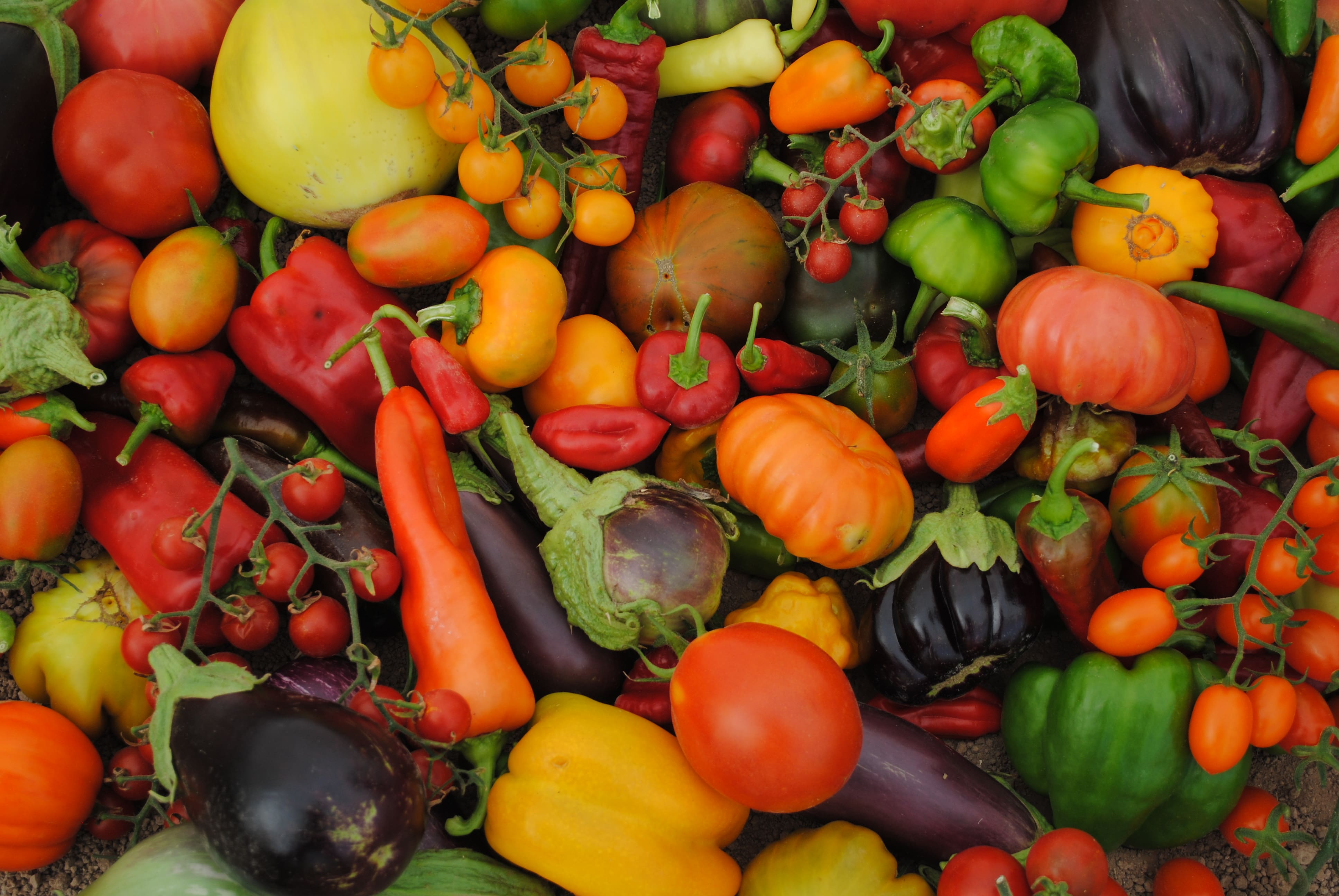 Jornada: Recuperando las variedades de antaño para los sabores de hoy