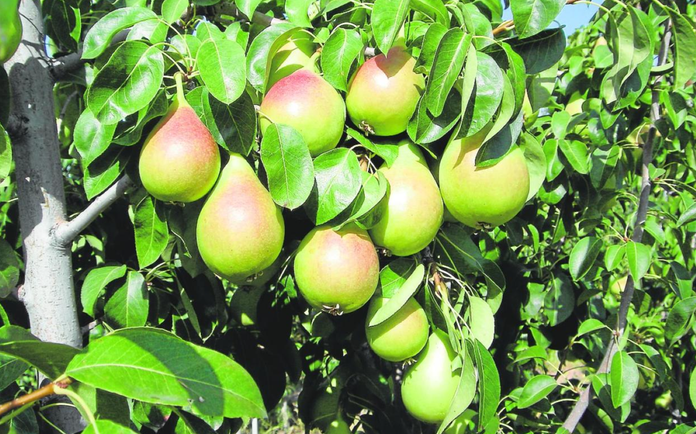 Jornada: Variedades tradicionales de tomate: perspectivas de producción y comercialización