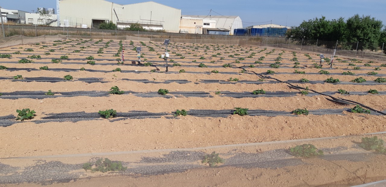 Jornada: Manejo de sensores de humedad del suelo, medidores de iones y lisímetros para reducir el consumo de agua y la lixiviación de nitratos