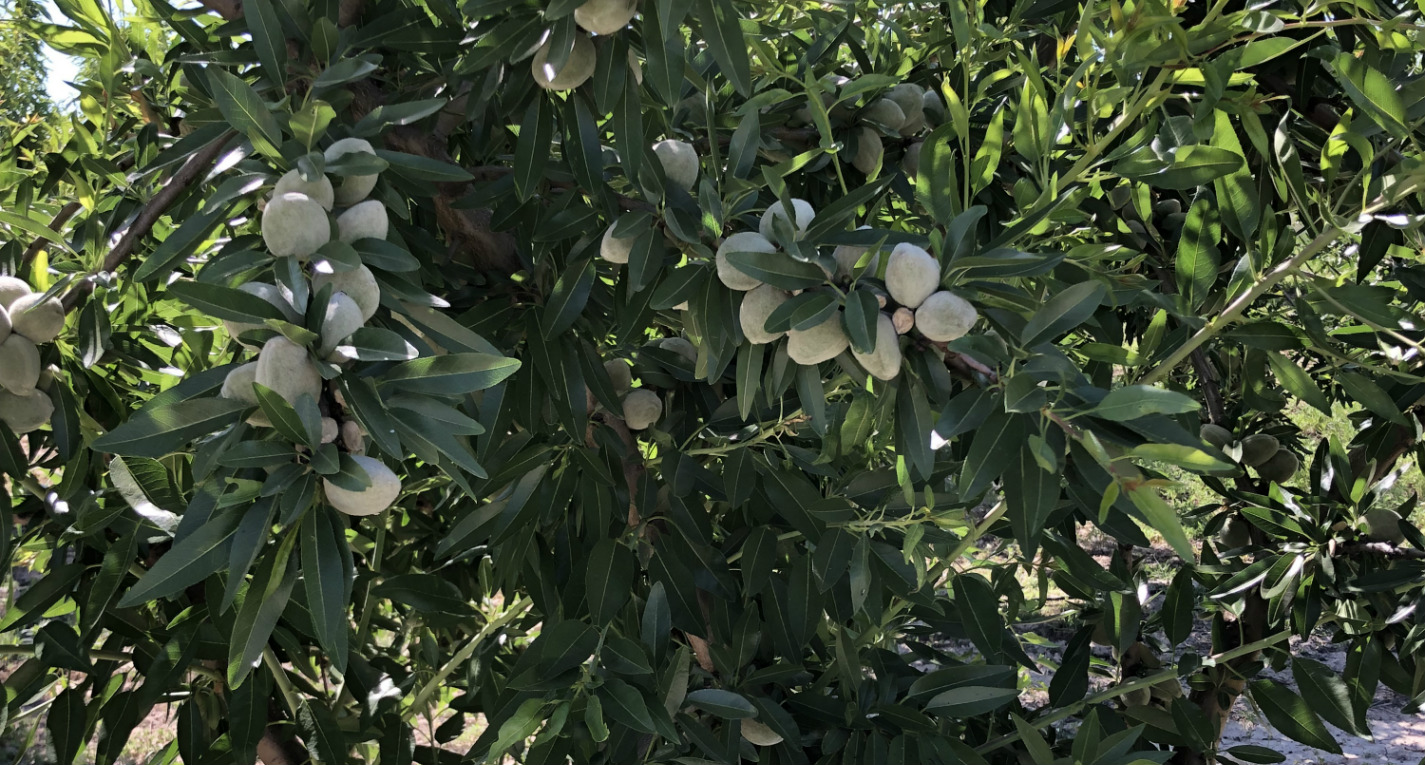 Jornada sobre la estructura de costes de las orientaciones productivas agrícolas de la Región de Murcia: frutos secos, frutales de pepita, vid y olivo