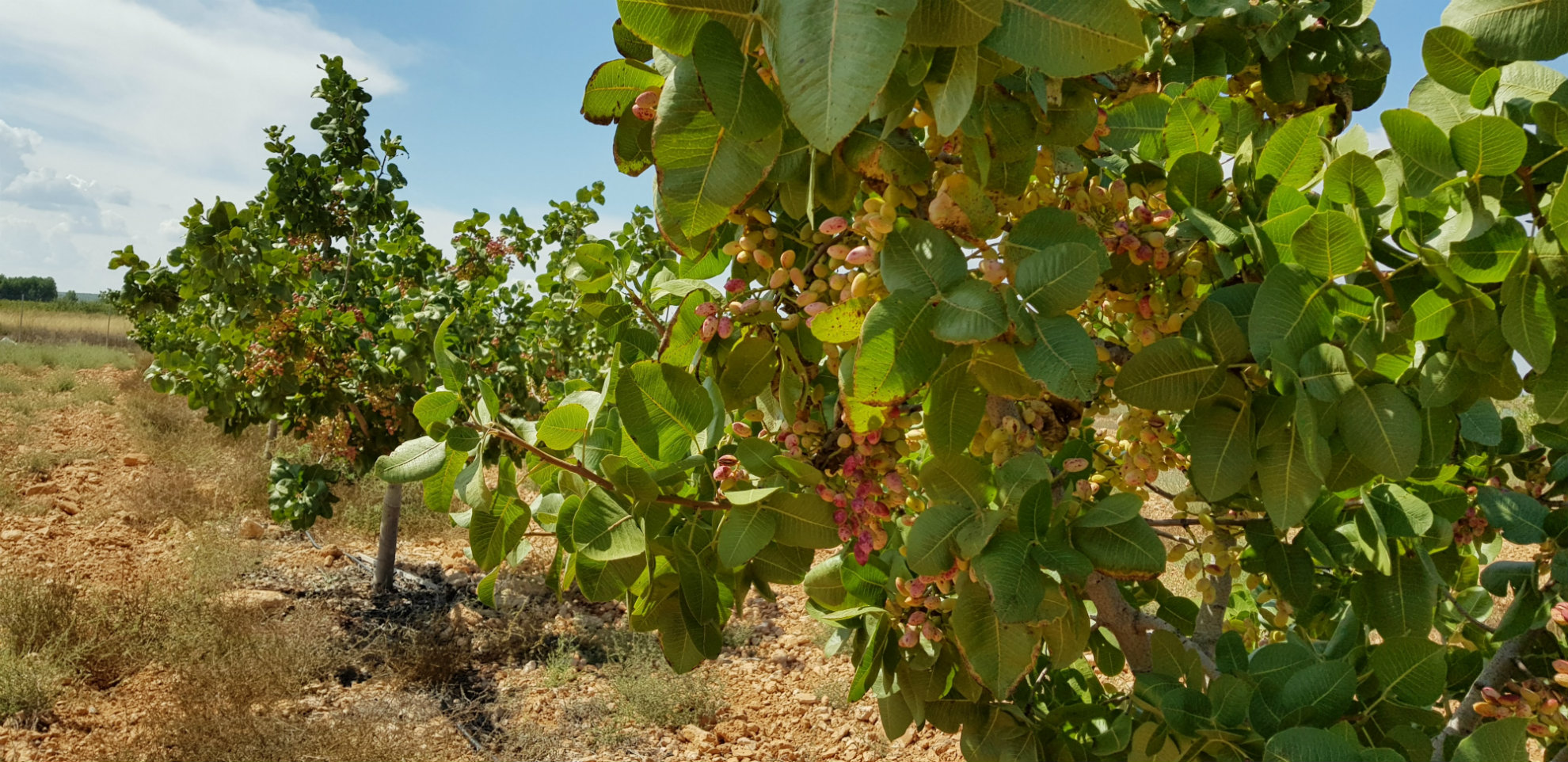 Jornada sobre el pistacho