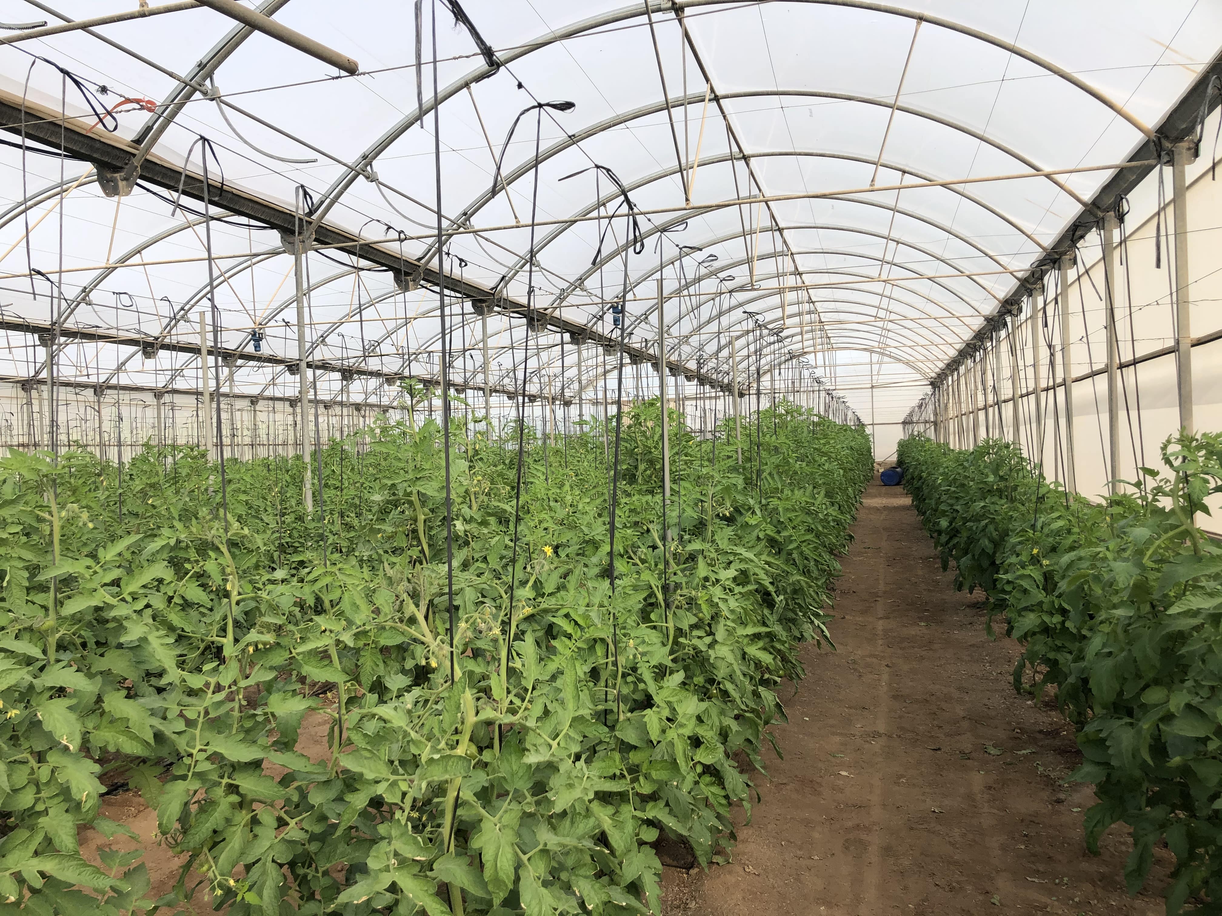 Presentación del Libro Estructura de costes de las orientaciones productivas agrícolas de la Región de Murcia: horticultura al aire libre y bajo invernadero