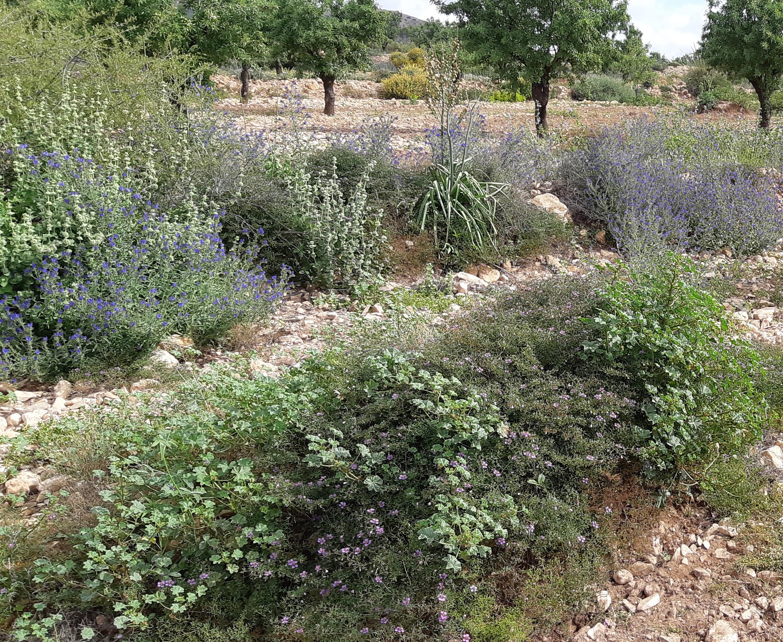 Jornada Ténica: Estructuras Vegetales de Conservación (EVC) en el marco de la Ley 3/2020, de 27 de julio, de recuperación y protección del Mar Menor